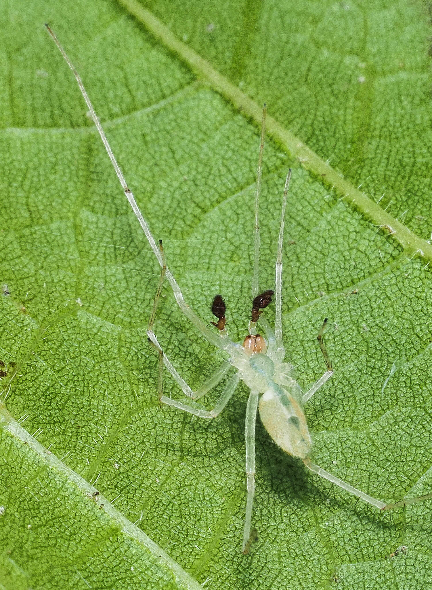 Image of Wulfila albens (Hentz 1847)