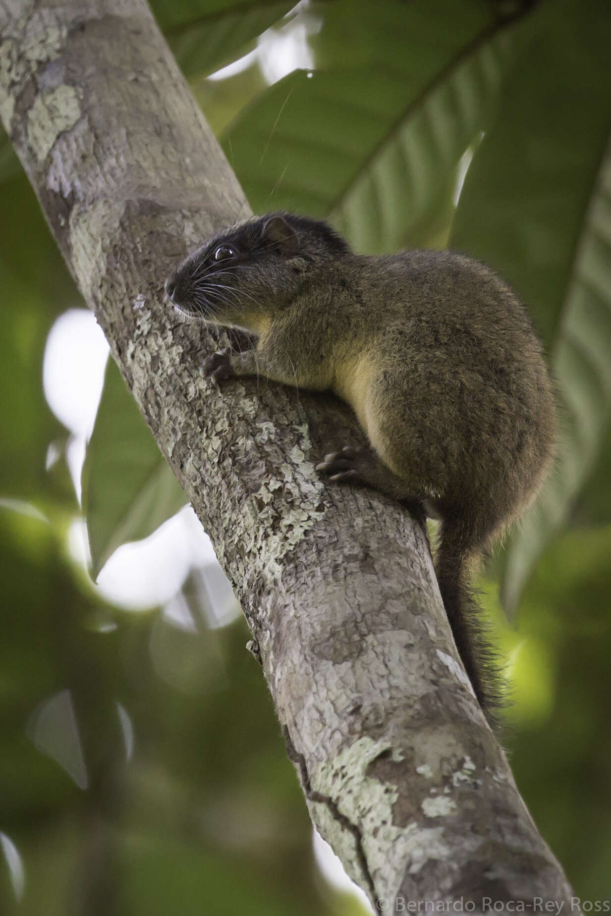 Image of yellow-crowned brush-tailed rat