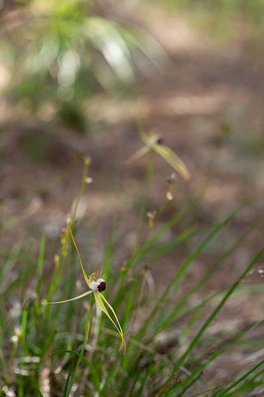 Image of Scott River spider orchid