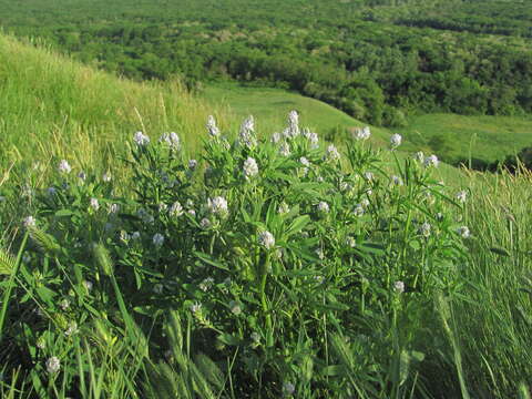 Image of blue fenugreek