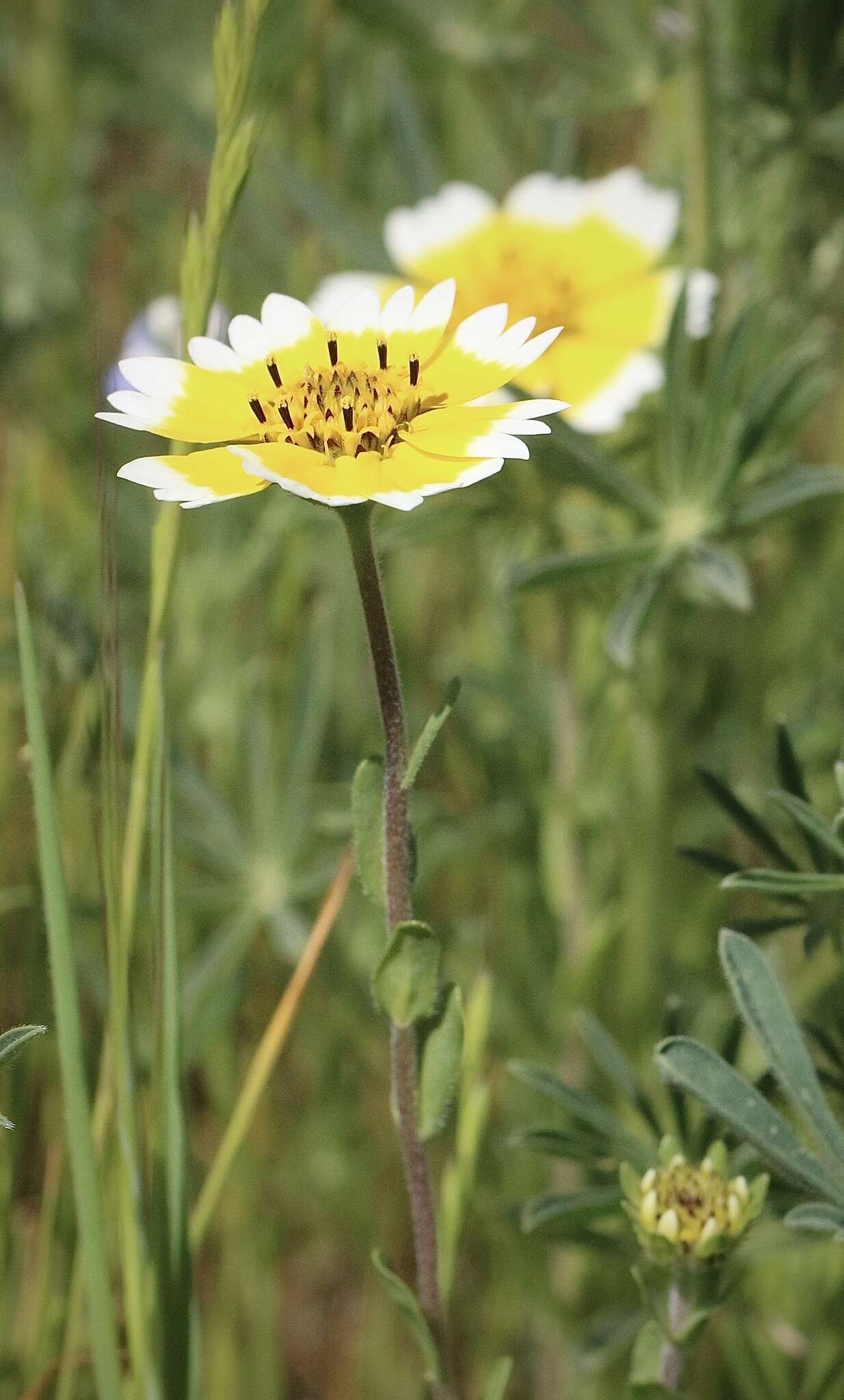 Слика од Layia chrysanthemoides (DC.) A. Gray