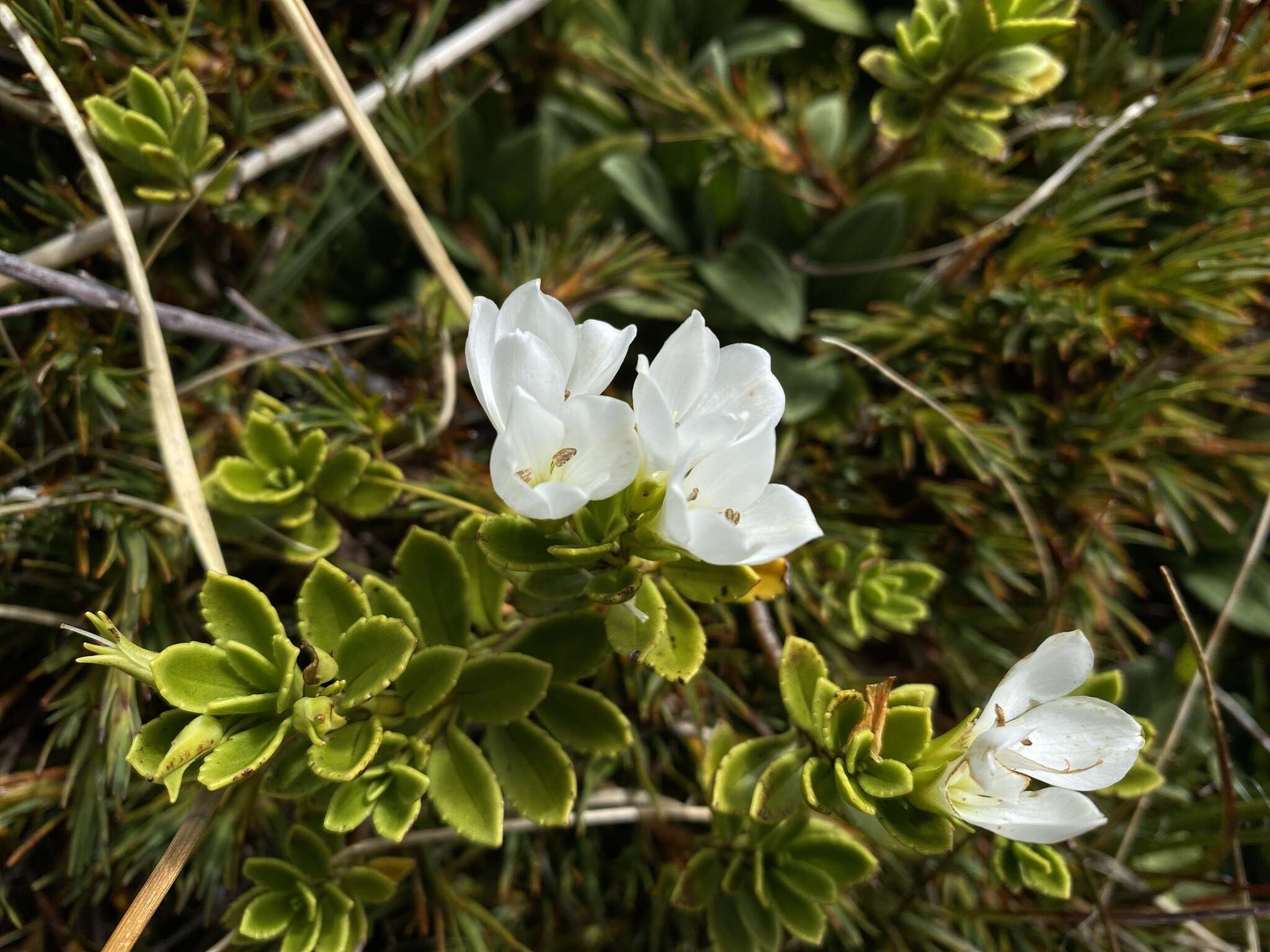 Image of Veronica macrantha Hook. fil.