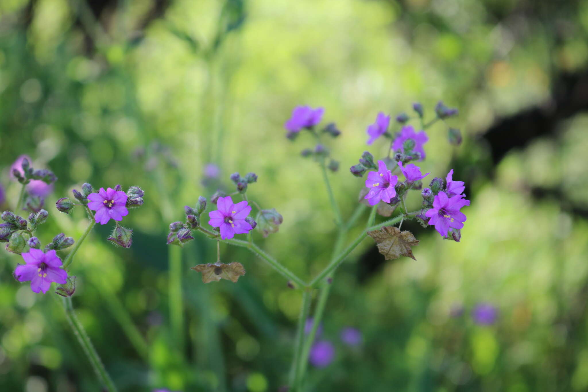 Imagem de Mirabilis glabrifolia (Ortega) I. M. Johnston