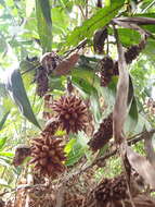 Image of salac palm