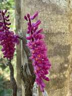 Sivun Dendrobium secundum (Blume) Lindl. ex Wall. kuva