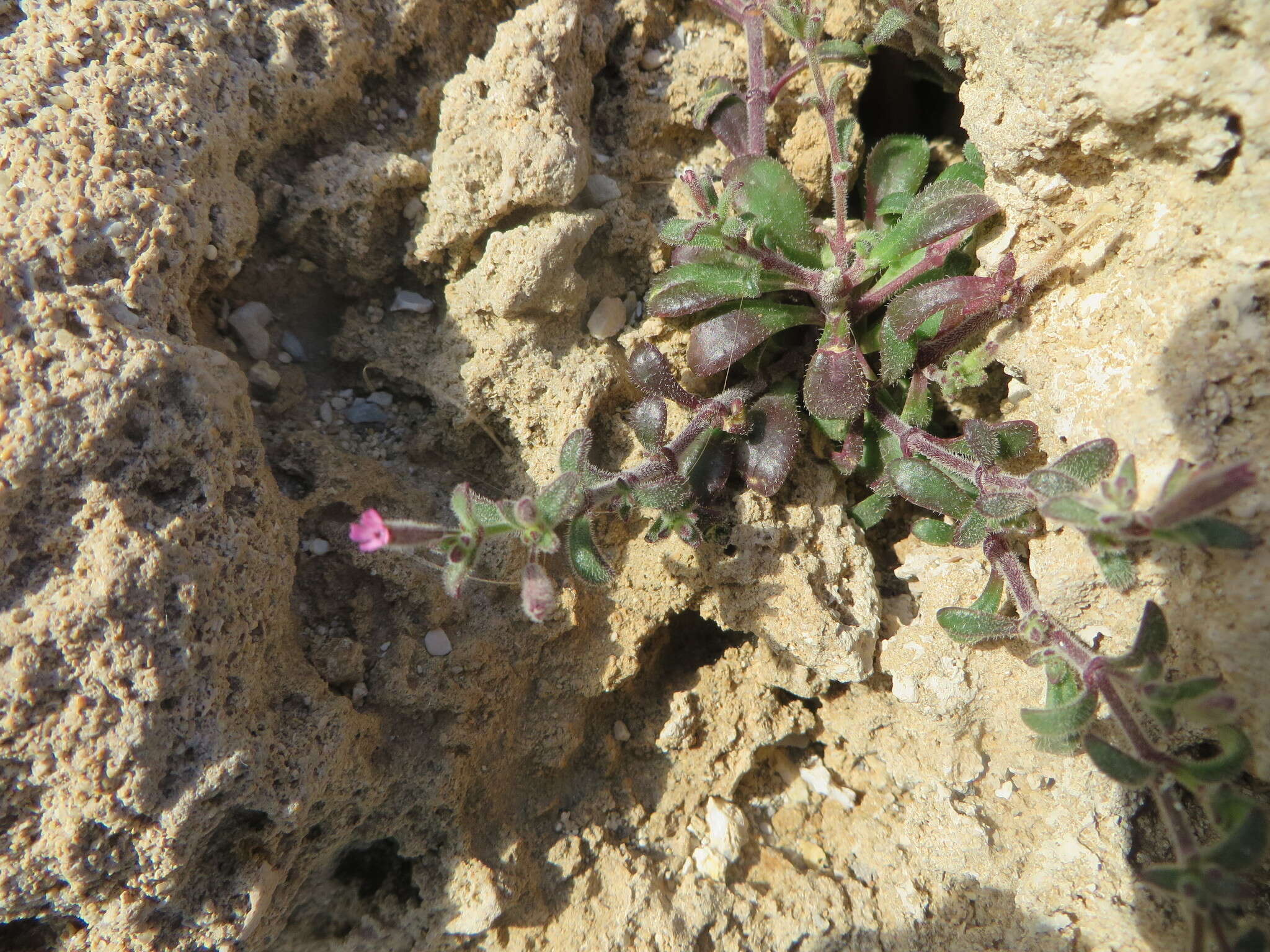 Image of Silene sedoides Poir.