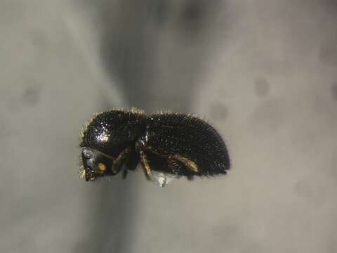 Image of Bark beetle