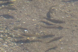 Image of Striped Killifish