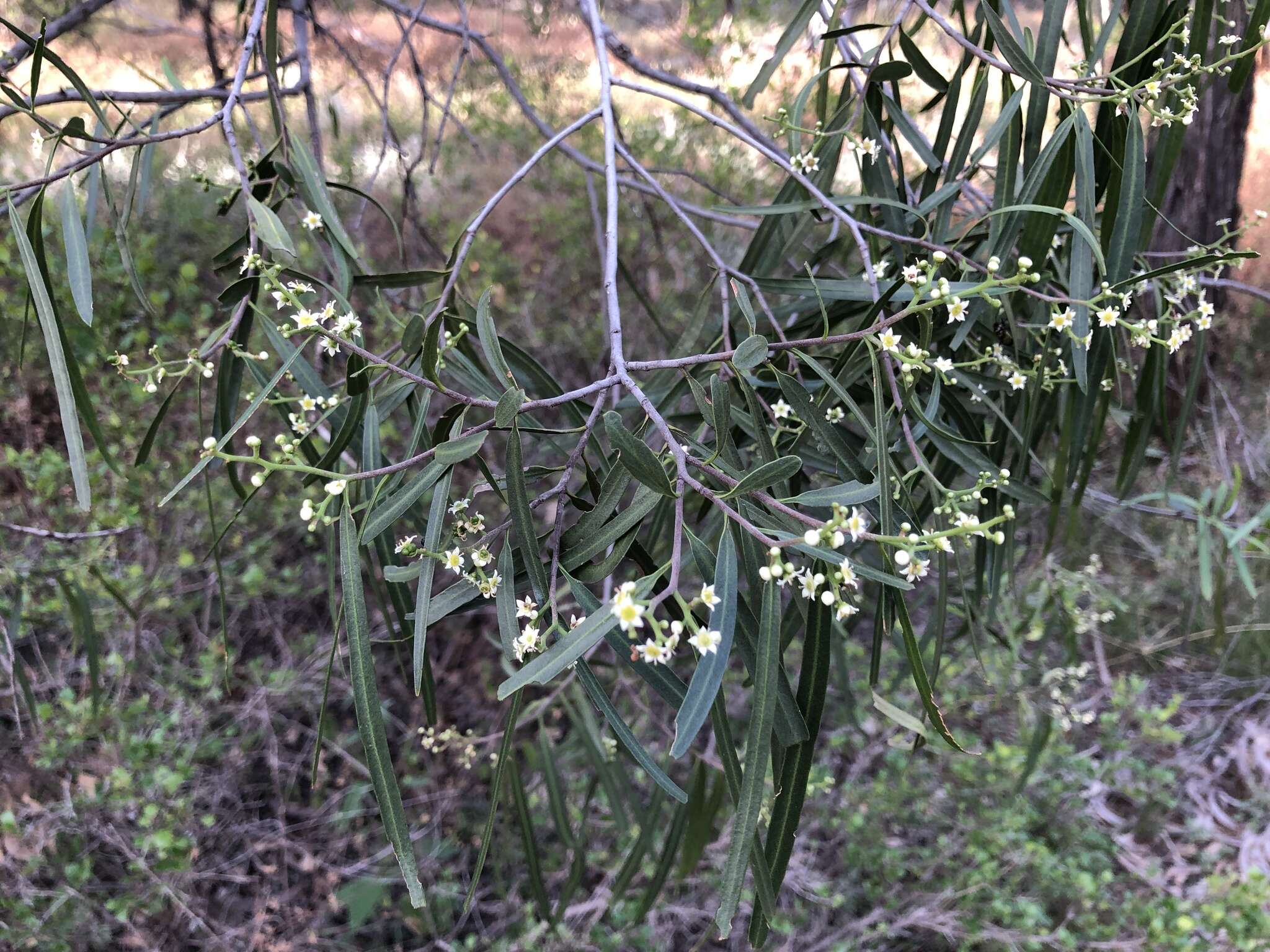 Image of Geijera parviflora Lindl.