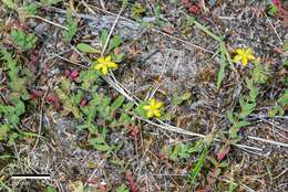 Image of trailing St John's-wort