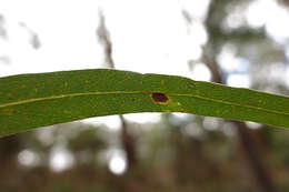 Image of Eucalyptus viminalis subsp. viminalis