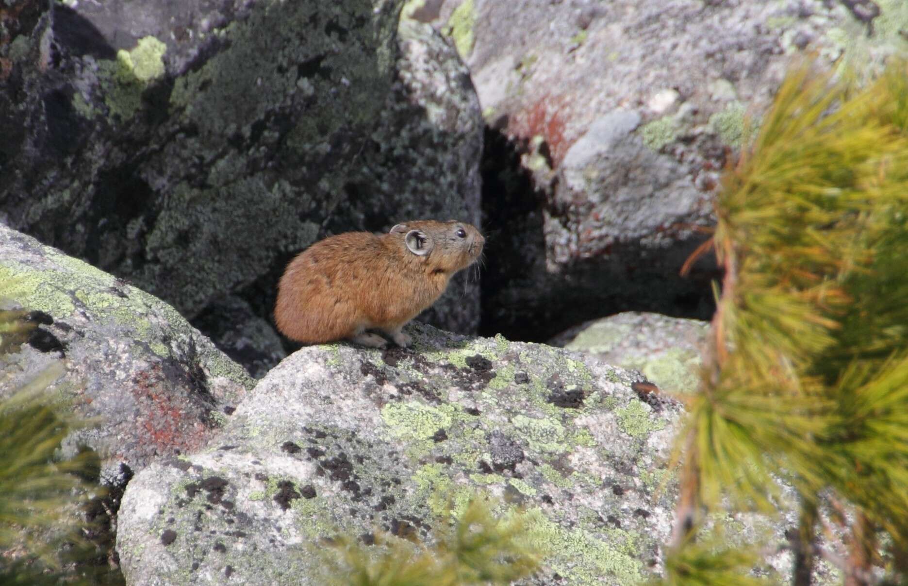 Image of Alpine Pika