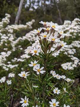 Image of prickly alpine daisybush