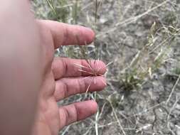 Image of Sporobolus actinocladus (F. Muell.) F. Muell.