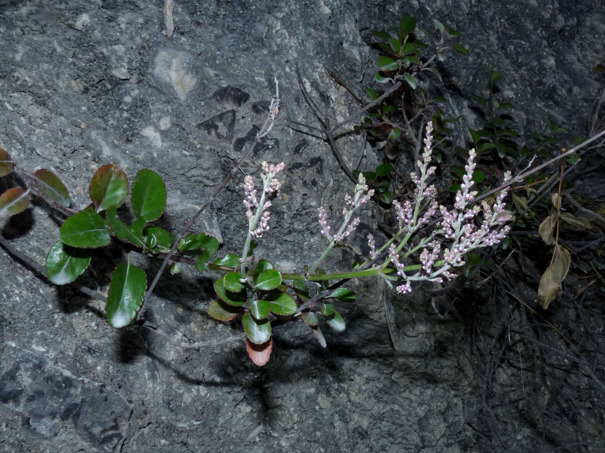 Sivun Veronica hulkeana subsp. hulkeana kuva