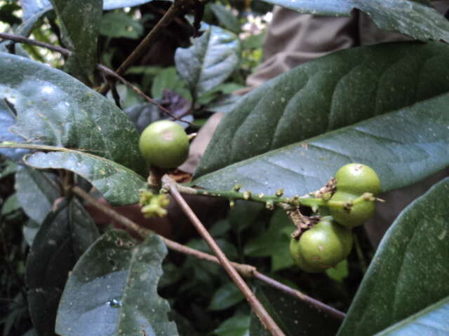 Image of Bunchosia nitida (Jacq.) L. C. Rich. ex Juss