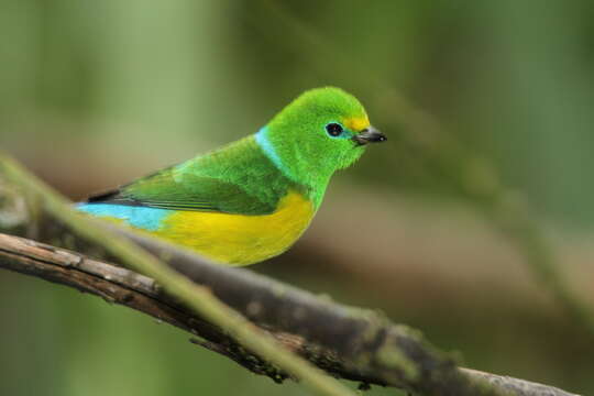 Imagem de Chlorophonia cyanea (Thunberg 1822)