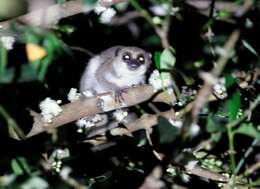 Image of Dwarf lemur