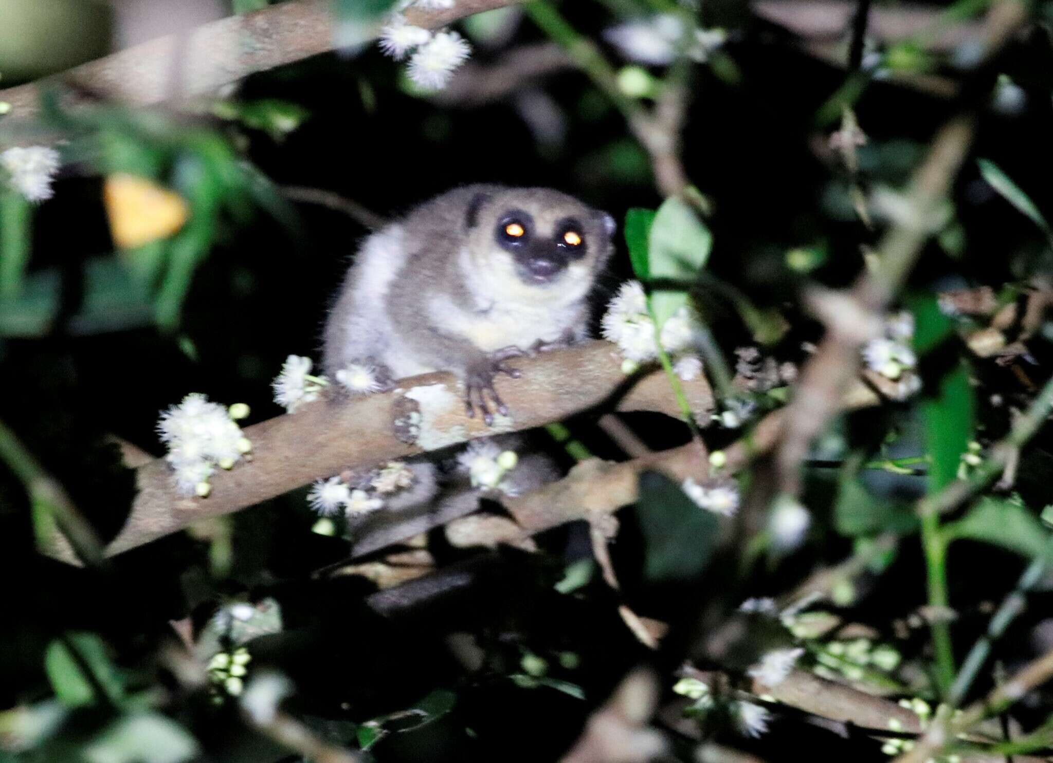 Image of Dwarf lemur