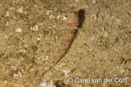 Image of Barehead goby