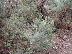 Imagem de Erica platycodon subsp. platycodon