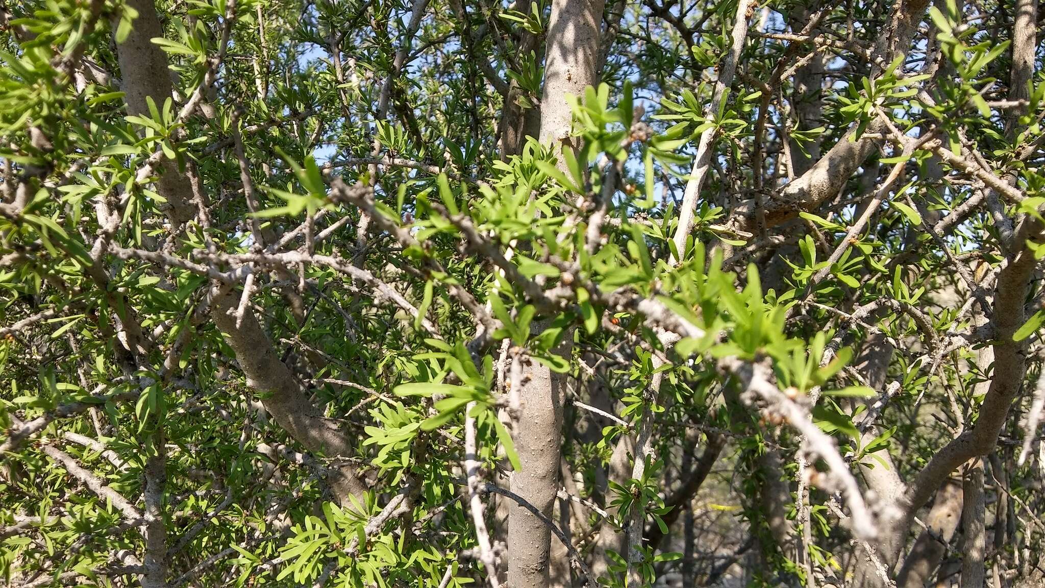 Forestiera angustifolia Torr. resmi