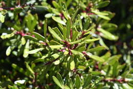 Image of Drimys xerophila subsp. xerophila