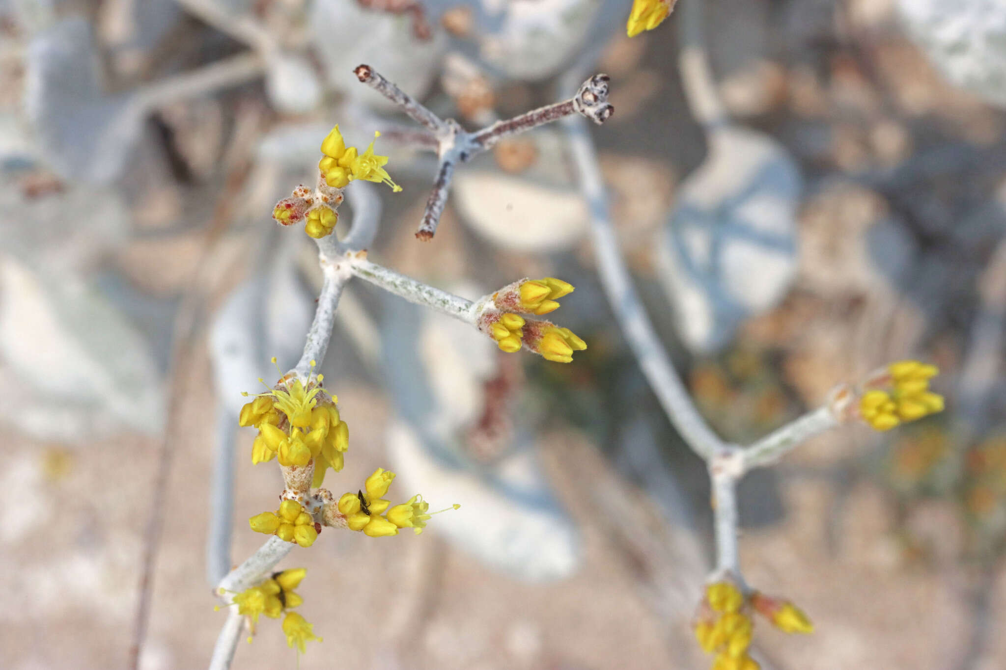 Imagem de Eriogonum natum J. L. Reveal