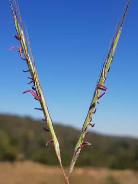 Imagem de Diheteropogon amplectens (Nees) Clayton