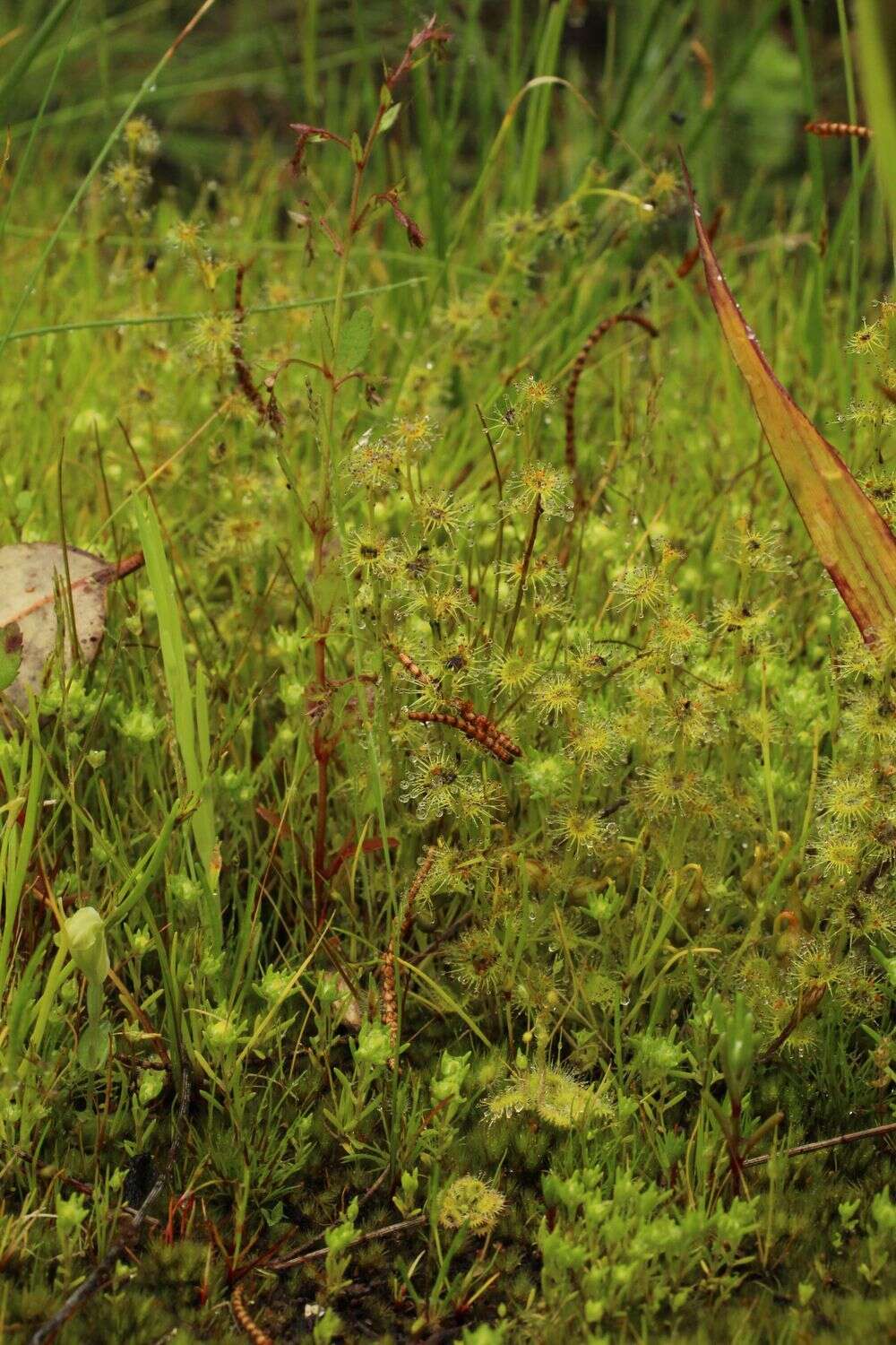 Imagem de Drosera ramellosa Lehm.