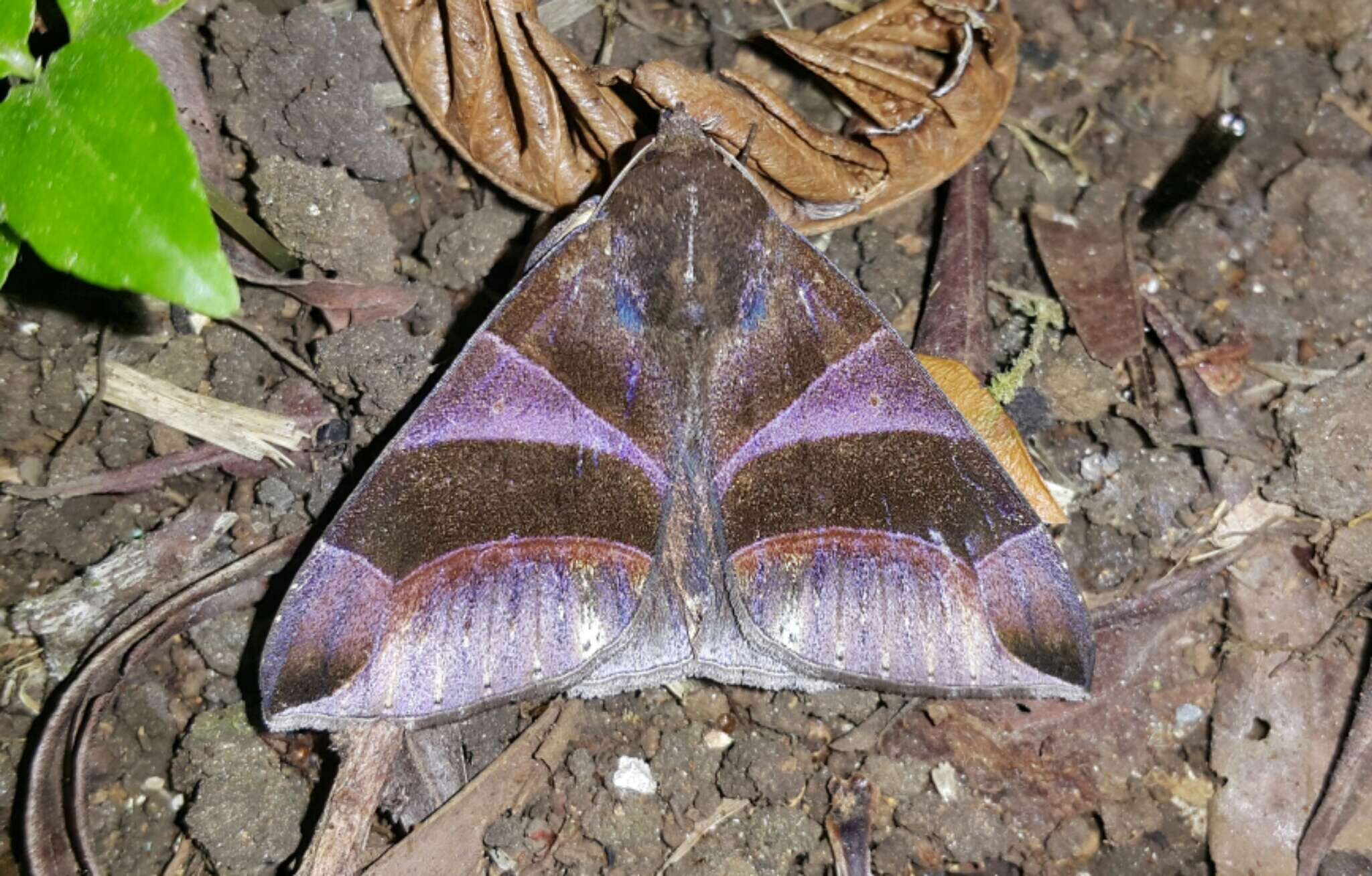 Image of <i>Dysgonia purpurata</i> Kaye 1901