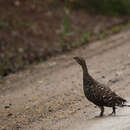 Image of Black-billed Capercaillie