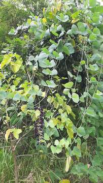 صورة Mucuna pruriens var. utilis (Wall. ex Wight) L. H. Bailey