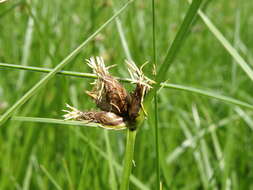 Imagem de Bolboschoenus planiculmis (F. Schmidt) T. V. Egorova