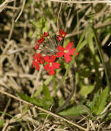 Image de Glandularia peruviana (L.) Small