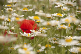 Image of Austrian chamomile