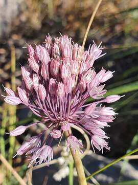 Image of Allium multiflorum Desf.