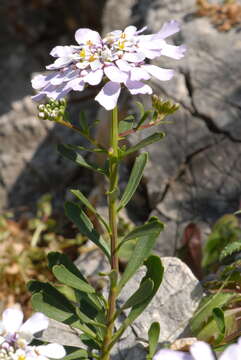 Plancia ëd Iberis gibraltarica L.