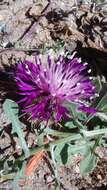 Слика од Centaurea sphaerocephala L.