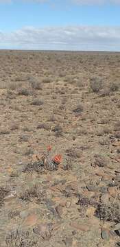 Image of Aloe longistyla Baker