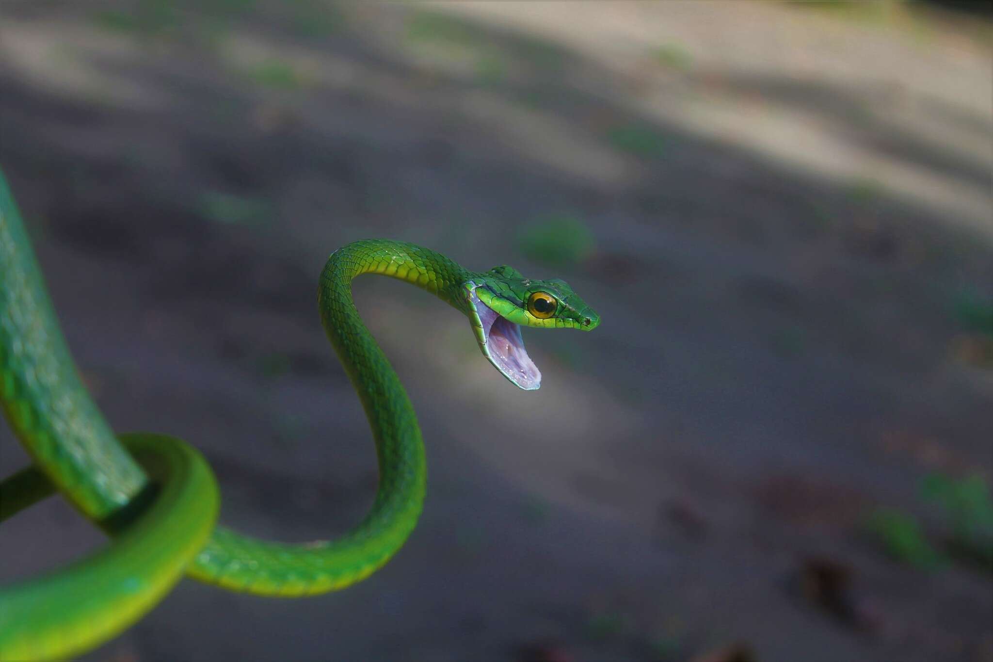 Image of Green Parrot Snake