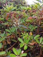 Image of Pacific madrone