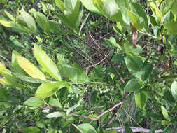 Image of Highbush blueberry