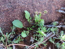 Image of Lepidium desertorum Eckl. & Zeyh.