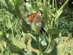 Image of Melitaea arduinna Esper 1783