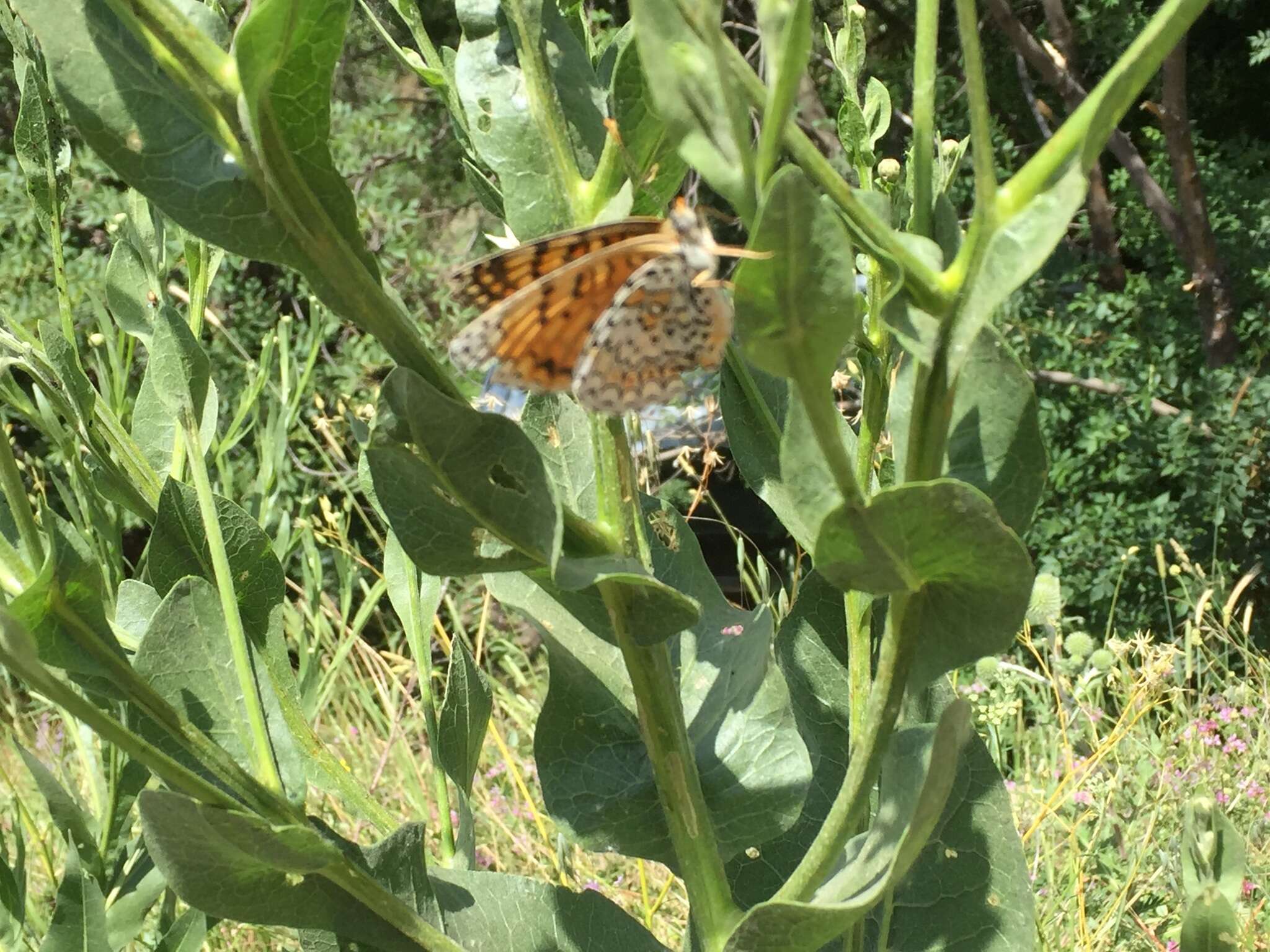 Image of Melitaea arduinna Esper 1783