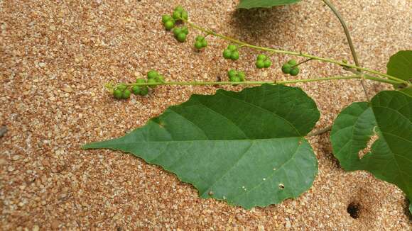 صورة Mallotus oppositifolius (Geiseler) Müll. Arg.