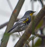 Image of Setophaga coronata auduboni (J. K. Townsend 1837)