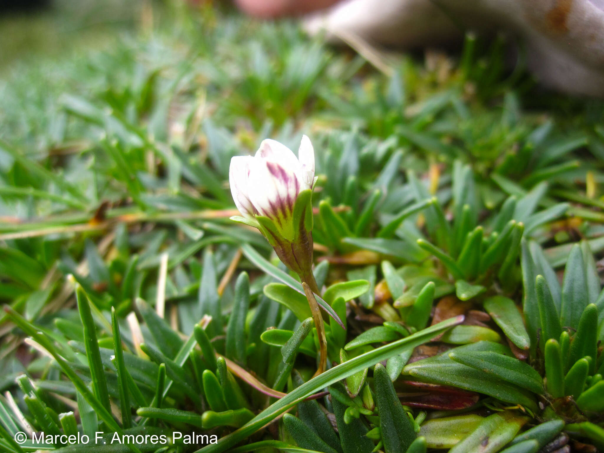 Image of Gentianella limoselloides (Kunth) Fabris