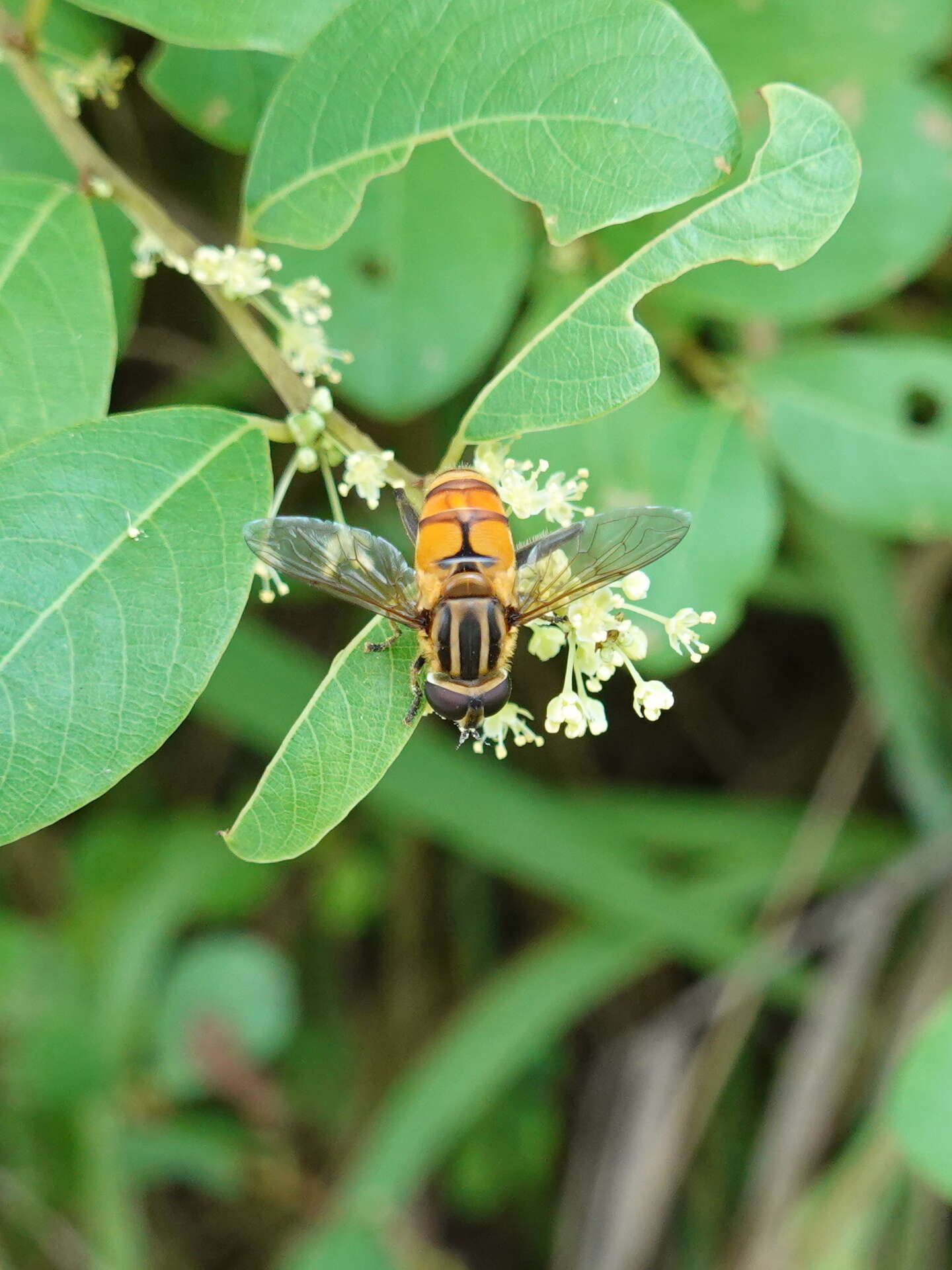 Слика од Mesembrius bengalensis (Wiedemann 1819)